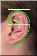 Golden Spiral Human Ear